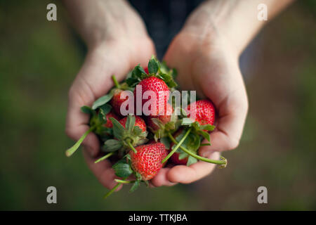 Ansicht von oben von Frau mit frisch geernteten Erdbeeren in hohlen Hände Stockfoto