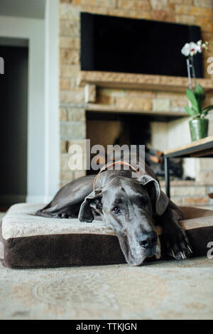 Portrait von Dogge entspannen auf pet-Bett zu Hause Stockfoto