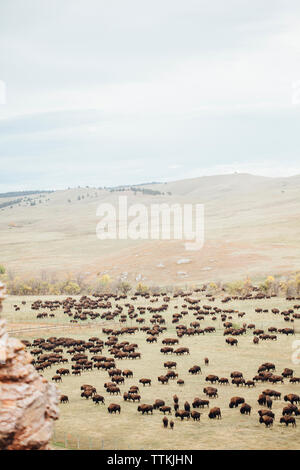 Hohe Betrachtungswinkel der amerikanischen Bison Herde Blick auf Feld gegen Sky Stockfoto