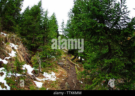 Schmalen Weg in den Wald Stockfoto
