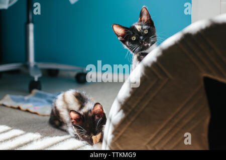 Ein Kätzchen Peeks über eine Katze Haus, während die anderen Gerüche seinen Fuß Stockfoto