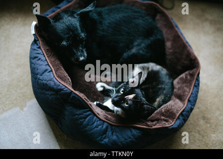 Kätzchen teilt sich ein Bett mit kleinen Hund Stockfoto