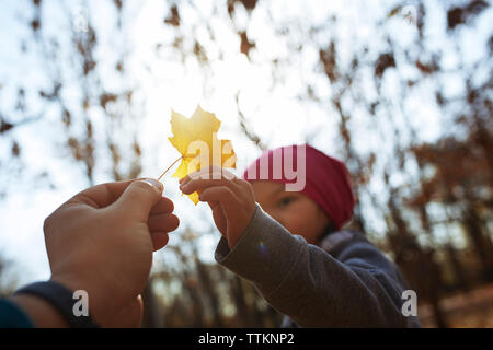 7/8 Hand des Vaters, die Maple Leaf zur Tochter im Park Stockfoto