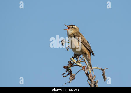 Schilfrohrsänger in voller Song Stockfoto