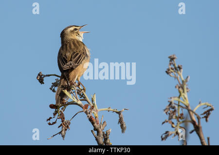 Schilfrohrsänger in voller Song Stockfoto