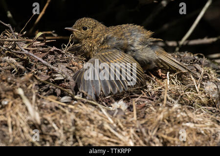 Robin (Jugendlicher) Sonnenbaden Stockfoto