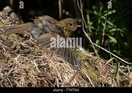 Robin (Jugendlicher) Sonnenbaden Stockfoto