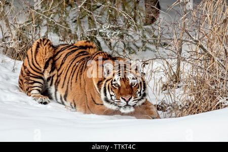 Der Tiger ist die größte der großen Katzen und kann bis 11 ft werden und bis zu 670 Pfund. Dies ist eine Sibirische ist der größte der großen Katzen. Stockfoto