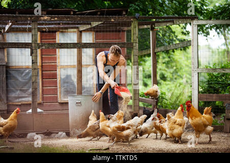 Landwirt Fütterung von Legehennen in Tiergehege Stockfoto