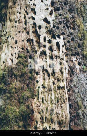 Moos wachsen auf Baumstamm im Wald Stockfoto