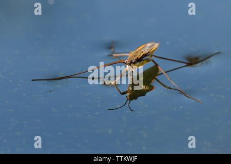 Gemeinsame Teich skater/Wasser Wasserläufer (gerris Lacustris) stehen auf der Oberfläche eines Garten Teich mit vielen Volvox Kolonien im Wasser, Wiltshire, UK. Stockfoto