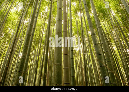 Low Angle View von Bäumen in Bamboo Grove wachsende Stockfoto