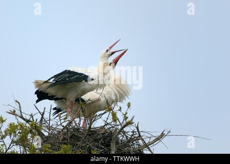 Weißstorch (Ciconia ciconia) Paar führen Sie eine aggressive Anzeige als ein bussard zu nah an ihrem Nest in einer Eiche fliegen, Knepp Immobilien, Sussex, UK. Stockfoto