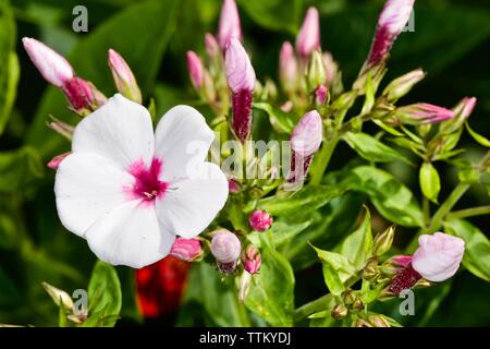 Phlox paniculata 'Weiße Auge Flame' Stockfoto