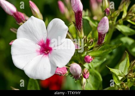 Phlox paniculata 'Weiße Auge Flame' Stockfoto