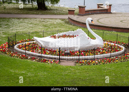 Die kultigen 50er Jahre Zierpflanzen Giant White Swan Statue an stapenhill Gärten am Ufer des Flusses Trent in Burton Upon Trent. Staffordshire. England.DE Stockfoto