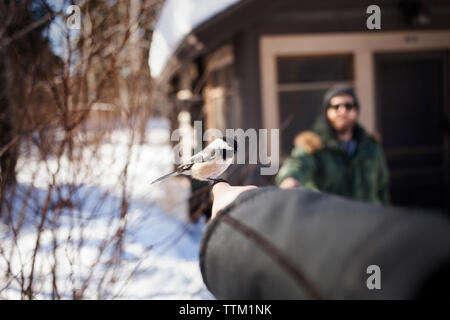 Carolina chickadee hocken auf der Frau Hand im Winter Stockfoto