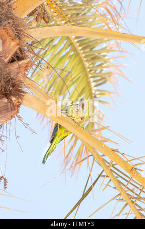 Monk parakeet (Myiopsitta monachus) auf einer Palme mit blauen Himmel im Hintergrund. Tropische Szene mit wunderschönen Papagei auf sonnigen Tag. Stockfoto