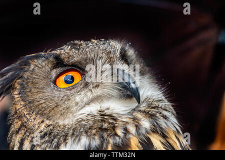 Europäische Uhu auf Anzeige von unteren Moss Wood Naturschutzgebiet und Wildlife Hospital Stockfoto