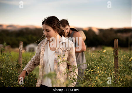 Männliche und weibliche Bauern arbeiten auf dem Feld Stockfoto