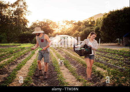 Männliche und weibliche Bauern arbeiten auf dem Feld Stockfoto