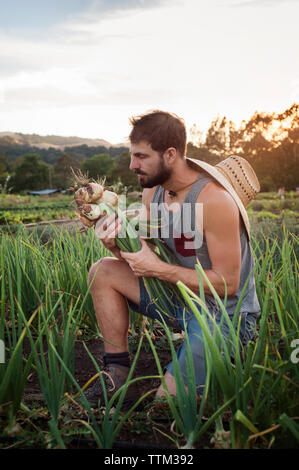 Männliche Landwirt Prüfung frisch geernteten Rüben auf dem Feld Stockfoto