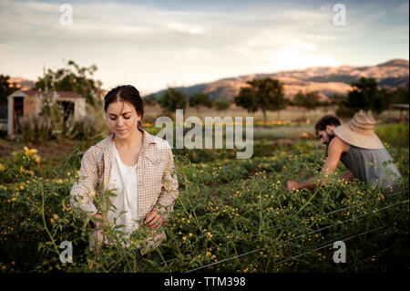 Männliche und weibliche Bauern arbeiten auf dem Feld Stockfoto