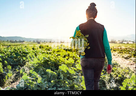 Ansicht der Rückseite Frau mit Pflanzen beim Gehen auf Farm gegen klaren Himmel Stockfoto