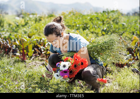 Bauer Ernte frisch Mohnblumen auf dem Feld Stockfoto