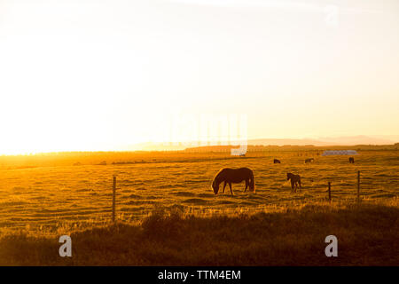 Pferde grasen bei Sonnenuntergang in Island Stockfoto