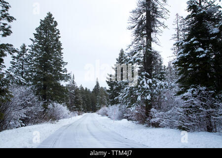 Verschneite Straße durch den Wald im Winter Stockfoto