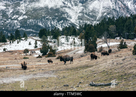 Amerikanische Bisons grasen Feld gegen schneebedeckte Berg Stockfoto