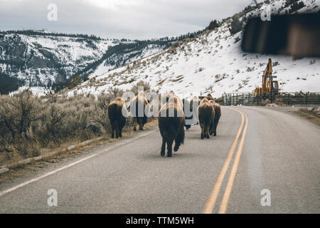 Amerikanische Bisons zu Fuß auf der Straße durch Auto Windschutzscheibe gesehen Stockfoto