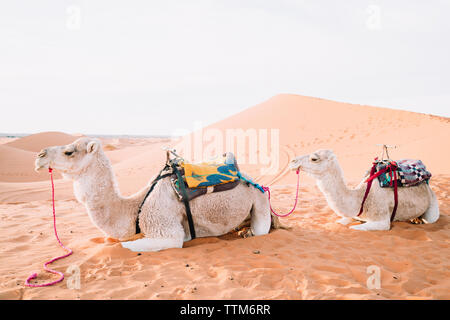 Seitenansicht der Kamele auf Sand bei Merzouga Wüste gegen Sky Stockfoto