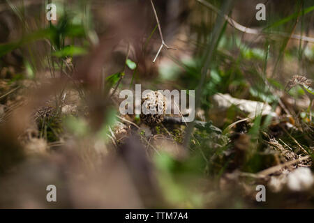 Close-up von Morel Pilzzucht auf Feld Stockfoto