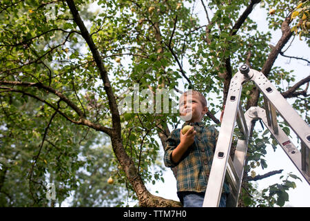 Low Angle View der Boy holding Birne beim Stehen auf der Leiter in Farm Stockfoto