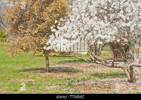 Star Magnolia in voller Blüte in St. Louis Park im Frühjahr, zusammen mit Holly verlässt. Stockfoto