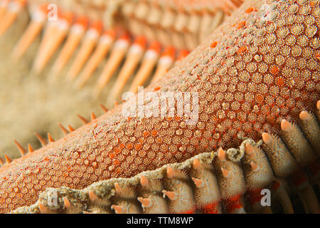 Extreme close-up von Sand Seastar im Mittelmeer Stockfoto