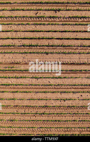 Luftaufnahme der angebauten Soja Feld als abstrakt Hintergrund, Soja Plantage von Drone pov, Ansicht von oben Stockfoto