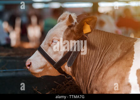 Rote und weiße Holsteiner Rind auf Molkerei, Nahaufnahme Kuh headshot in Bauernhaus vergossen Stockfoto
