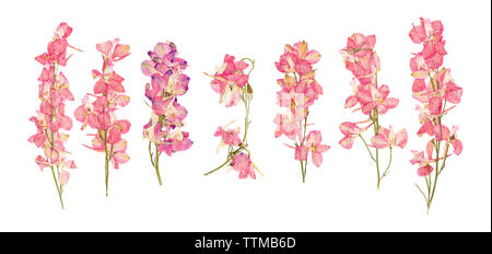 Herbarium der getrocknete gepresste Blumen rose Delphinium isoliert Stockfoto