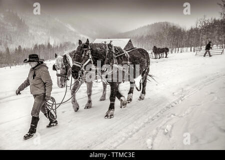 USA, Colorado, Aspen, Wrangler Ali Wade Spaziergänge ihr Team von Pferden, haken Sie den Schlitten, Pine Creek Cookhouse, Ashcroft Stockfoto