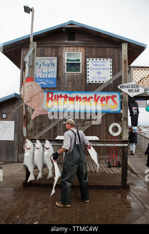 USA, Alaska, Homer, ein Kerl, der entlädt und Verrundungen Heilbutt für Buttwhackers Charters. Ihr Slogan: Wir packen em, wack em, rack em und Sack em!, die Hom Stockfoto