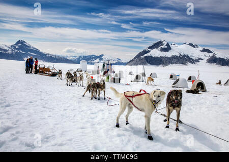 USA, Alaska, Juneau, die Hunde bereiten für Ihre Tour, Hubschrauber Hundeschlitten Tour führt Sie über die Taku Glacier fliegt in die HeliMush Dog Camp bei Guardian Mou Stockfoto