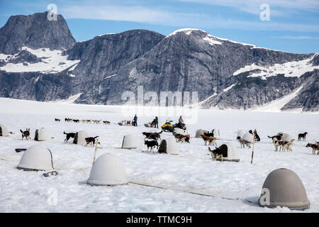 USA, Alaska, Juneau, die Hunde bereiten für Ihre Tour, Hubschrauber Hundeschlitten Tour führt Sie über die Taku Glacier fliegt in die HeliMush Dog Camp bei Guardian Mou Stockfoto