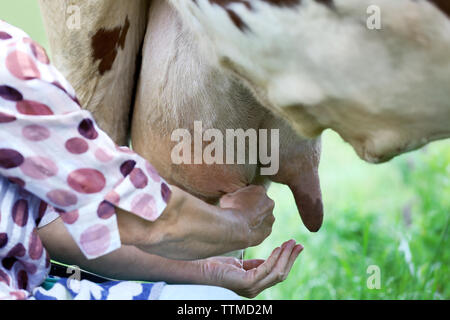 Frau, eine Kuh zu melken Stockfoto