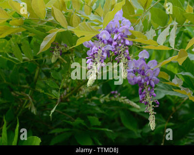 Wisteria sinensis Blumen in voller Blüte. Blüte blau Regen. Stockfoto