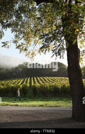 USA, Kalifornien, Sonoma, Gundlach Bundschu Winery, sechste Generation Weinberg Eigentümer und Manager Jeff Bundschu Wandern in den Weinbergen Stockfoto