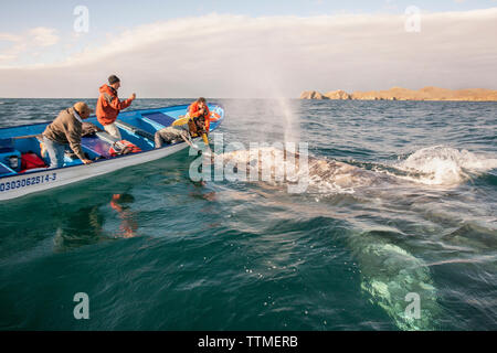 Mexiko, Baja, Magdalena Bay, Pazifischer Ozean, einem Grauen Wal gesehen, während sie Whale Watching in der Bucht Stockfoto