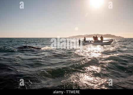 Mexiko, Baja, Magdalena Bay, Pazifischer Ozean, einem Grauen Wal gesehen, während sie Whale Watching in der Bucht Stockfoto